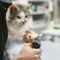 Tutor cortando as unhas do gato em casa com cuidado, segurança e atenção aos cuidados com gatos.
