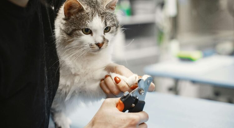 Tutor cortando as unhas do gato em casa com cuidado, segurança e atenção aos cuidados com gatos.