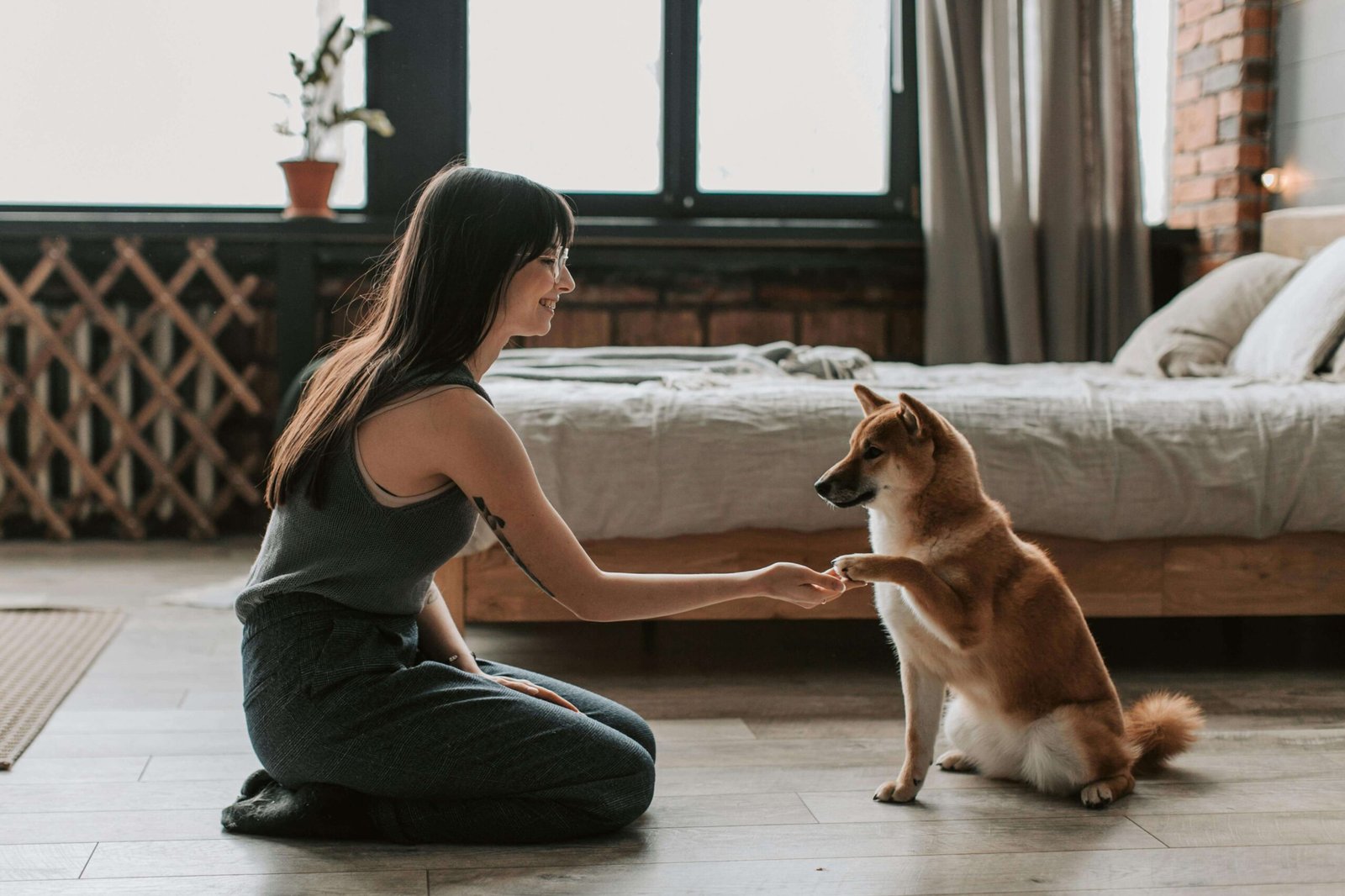 Mulher treinando cachorro dentro de casa enquanto o pet dá a pata, representando adestramento positivo e vínculo entre tutor e cão.